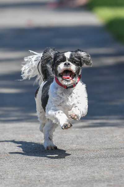 Turmeric For Dogs: 5 Health Benefits You Didn’t Know