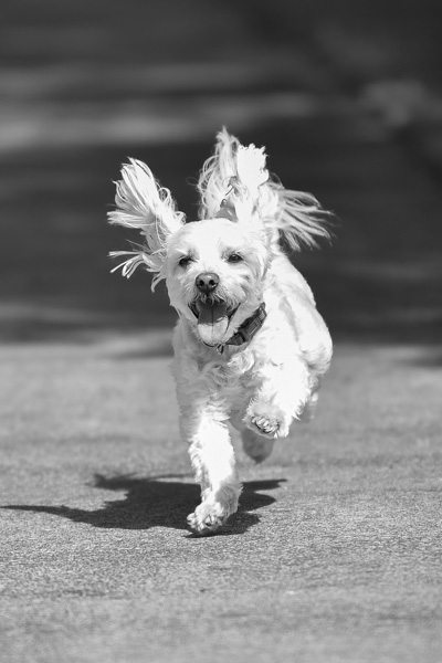 Can Dogs Have Turmeric and Ginger?
